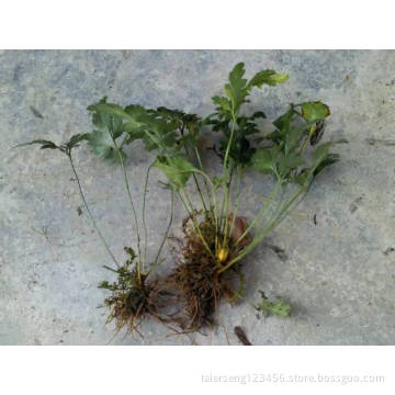 Valuable medicinal plants coptis